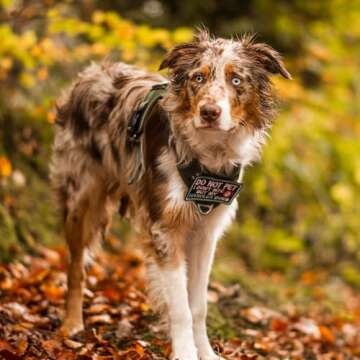 rabbitgoo Dog Harness for Large Dogs No Pull, Tactical Service Pet Vest with Molle and Control Handl...