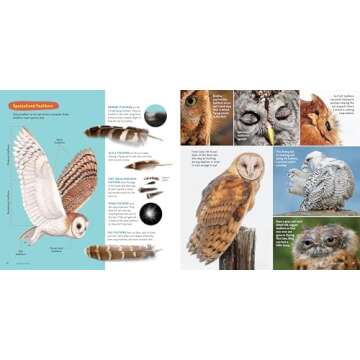 Owling: Enter the World of the Mysterious Birds of the Night