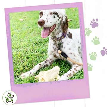 Nature Gnaws Cow Ears - Healthy Chew Dental Treats for Dogs