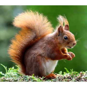 JINTU 135mm f/2.8 Telephoto Lens for Canon Compatibility