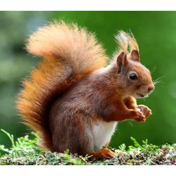 JINTU 135mm f/2.8 Telephoto Lens for Canon Compatibility