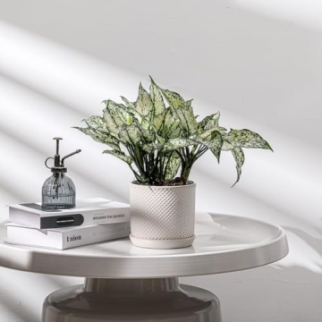 Chubacoo 6 Inch Ceramic Plant Pot for Stylish Gardening