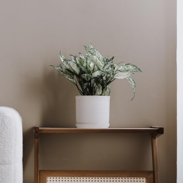 Chubacoo 6 Inch Ceramic Plant Pot for Stylish Gardening