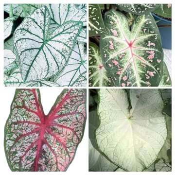Votaniki Caladium White Blend Bulbs - Colorful & Heart Shaped Leaves, Perennial Caladium | Mix Calad...