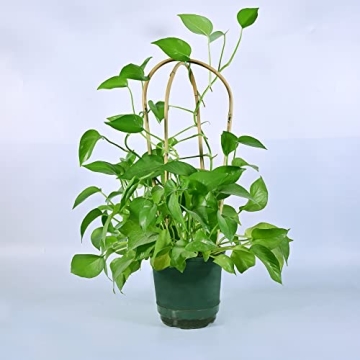 Natural Bamboo U Trellis for Indoor Climbing Plants