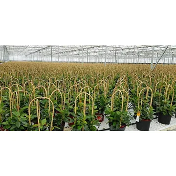 Natural Bamboo U Trellis for Indoor Climbing Plants