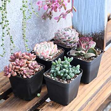 Sprout N Green Live Succulent Plants, 5 Pack Assorted Real Succulents Potted in 2" Starter Pot with ...
