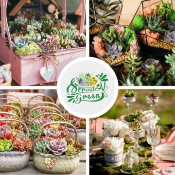 Sprout N Green Live Succulent Plants, 5 Pack Assorted Real Succulents Potted in 2" Starter Pot with Soil Mix, Rare Small Indoor House Plants for Home Garden Wedding Decor Party Favor