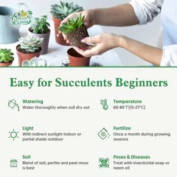 Sprout N Green Live Succulent Plants, 5 Pack Assorted Real Succulents Potted in 2" Starter Pot with Soil Mix, Rare Small Indoor House Plants for Home Garden Wedding Decor Party Favor