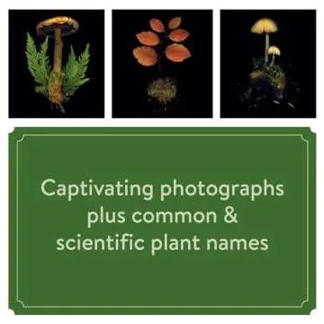 Deep Dark Forest 2025 Wall Calendar