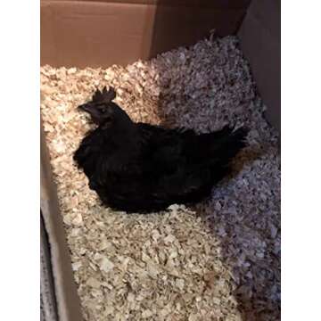 YU YAO Aspen Bedding Snake Bedding Parrot Bedding,Chicken Bedding Bedding for Parrots,Chickens,Hedgehogs,Rabbits,Guinea Pigs Bedding，Reptile Bedding，Low-Dust Critter Bedding