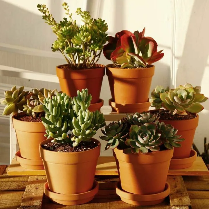 6 Pack Large Terracotta Pots with Drainage Hole