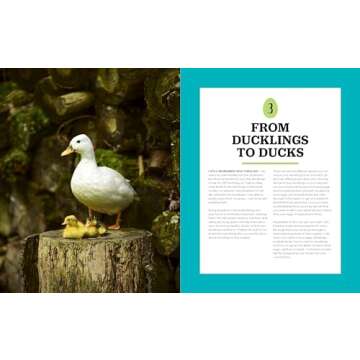 Raising Ducks Guide for Beginners and Beyond
