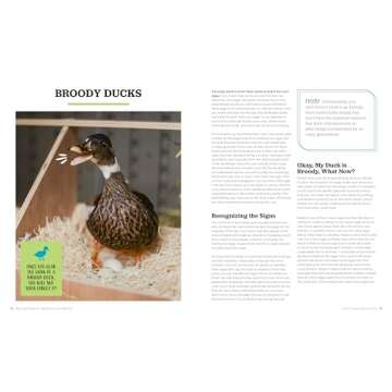Raising Ducks Guide for Beginners and Beyond