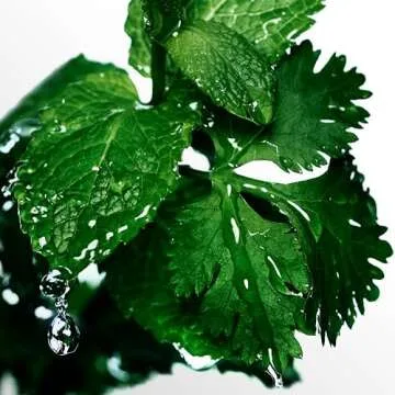 Davidoff Cool Water Eau de Toilette for Men 6.7 fl oz