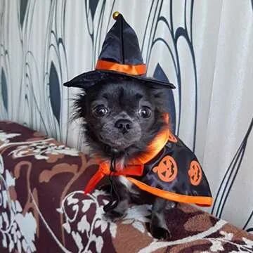 Halloween Witch Costume for Cats and Puppies - Fun & Durable
