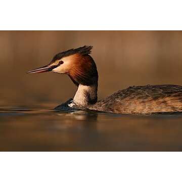 NIKON NIKKOR Z 180-600mm f/5.6-6.3 VR, 1 Count (Pack of 1)