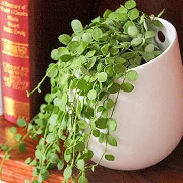 ZOUTOG Wall Plant Holders for Your Indoor Plants