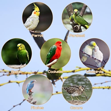 Buy kathson Wooden Bird Ladders for Active Pet Fun