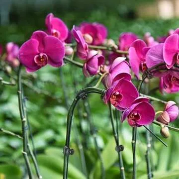 AccEncyc 100 Pcs Plant Clips for Supporting Stems