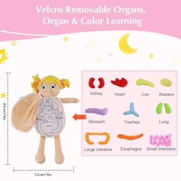 vocheer Human Body Anatomy Toy, Montessori Preschool Educational Organ Plush Toys for Kids, Science Learning Kits for Student, Body Organ Awareness Teaching Tools for Girls
