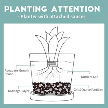 Stylish Greenaholics Ceramic Plant Pots with Drainage