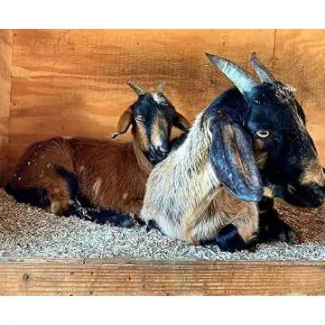 Dominion Hemp Premium Hemp Bedding for Chicken Coops (285L) - Low Dust - Nesting Boxes for Chickens, Rabbits, Guinea Pigs, Hamsters, Reptiles, and Brooders - 1 Pack