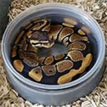 Dominion Hemp Premium Hemp Bedding for Chicken Coops (285L) - Low Dust - Nesting Boxes for Chickens, Rabbits, Guinea Pigs, Hamsters, Reptiles, and Brooders - 1 Pack