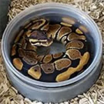 Dominion Hemp Premium Hemp Bedding for Chicken Coops (285L) - Low Dust - Nesting Boxes for Chickens, Rabbits, Guinea Pigs, Hamsters, Reptiles, and Brooders - 1 Pack