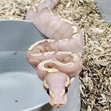 Dominion Hemp Premium Hemp Bedding for Chicken Coops (285L) - Low Dust - Nesting Boxes for Chickens, Rabbits, Guinea Pigs, Hamsters, Reptiles, and Brooders - 1 Pack