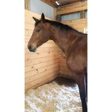 Dominion Hemp Premium Hemp Bedding for Chicken Coops (285L) - Low Dust - Nesting Boxes for Chickens, Rabbits, Guinea Pigs, Hamsters, Reptiles, and Brooders - 1 Pack