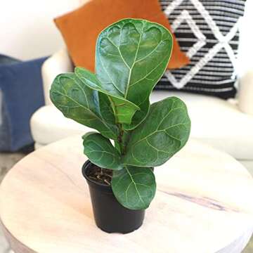 Plants for Pets Ficus Lyrata Fiddle Leaf Fig Plant, House Plants Indoors Live Ficus Tree Live Plant,...