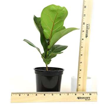 Plants for Pets Ficus Lyrata Fiddle Leaf Fig Plant, House Plants Indoors Live Ficus Tree Live Plant, Fig Trees Live Plants Indoor Plants Live Houseplants Fig Plants Live in Planter Pot in Soil Mix