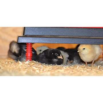 RentACoop Chick Brooder Heating Plate and Anti-Roost Cone Set - Brooder Heat Plate Warms Up to 30 Ch...