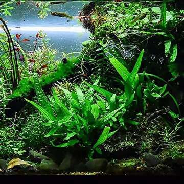 SubstrateSource Java Fern Live Aquarium Plants - Potted Freshwater Plant for Fish Tanks - Beginner F...