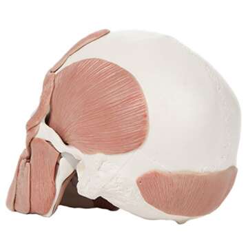 Axis Scientific 3-Part Painted Anatomy Skull Model with Facial Musculature – Life Size Anatomical Skull Muscle Model with 36 Removable Parts, Removable Skull Cap