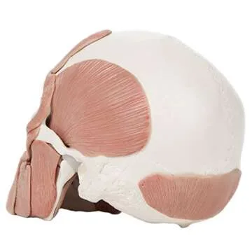 Axis Scientific 3-Part Painted Anatomy Skull Model with Facial Musculature – Life Size Anatomical Skull Muscle Model with 36 Removable Parts, Removable Skull Cap