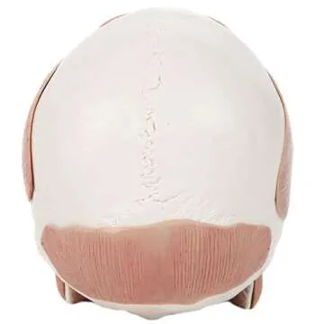 Axis Scientific 3-Part Painted Anatomy Skull Model with Facial Musculature – Life Size Anatomical Skull Muscle Model with 36 Removable Parts, Removable Skull Cap