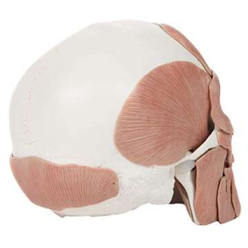 Axis Scientific 3-Part Painted Anatomy Skull Model with Facial Musculature – Life Size Anatomical Skull Muscle Model with 36 Removable Parts, Removable Skull Cap