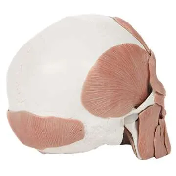 Axis Scientific 3-Part Painted Anatomy Skull Model with Facial Musculature – Life Size Anatomical Skull Muscle Model with 36 Removable Parts, Removable Skull Cap