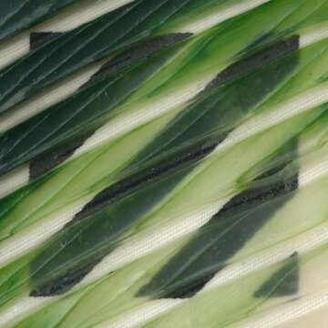 Extra Heavy Gel Matte by GOLDEN, 8 fl. oz. Jar, Professional Acrylic Gel Medium, Semi-Transparent