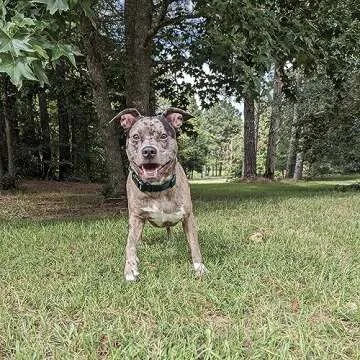 Country Brook Petz Adjustable USA-Made Dog Collar