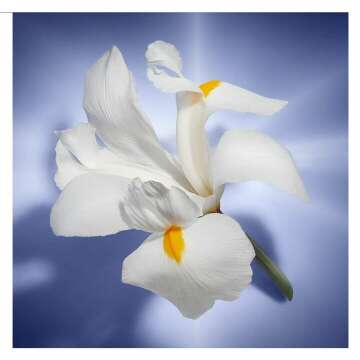 Lancôme La Vie Est Belle - Iconic Elegant Fragrance