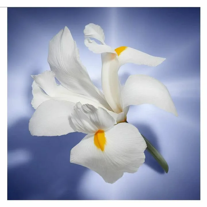 Lancôme La Vie Est Belle - Iconic Elegant Fragrance