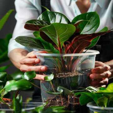 OUPSAUI 36 Pack 7/6/5/3.5 Inch Clear Nursery Pots Variety Pack, Clear Plastic Nursery Pot for Plants, Durable Seed Starting Pot with Drainage Holes, Flexible Transparent Pot