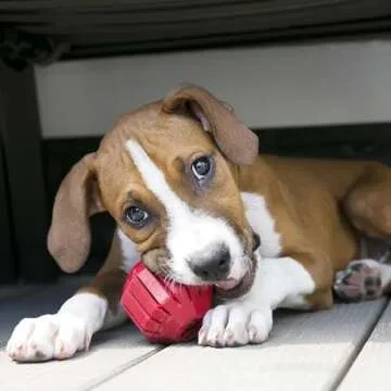 KONG Stuff-A-Ball - Durable, Natural Rubber Chew Toy for Dogs - Dental Health Pet Toy for Chewing & Teeth Cleaning - Stuffable for Treats & Snacks - for Medium Dogs