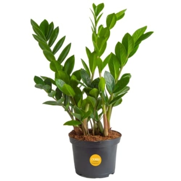 Costa Farms ZZ Plant 6-Inch Pot - Stylish Indoor Decor
