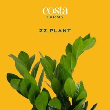 Costa Farms ZZ Plant 6-Inch Pot - Stylish Indoor Decor