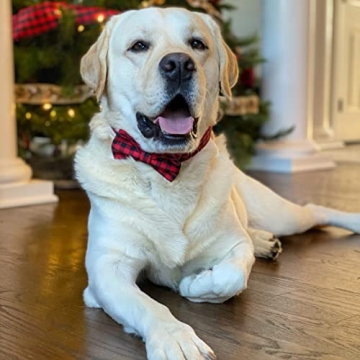 PETDURO Customizable Dog Collar - Stylish & Durable