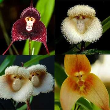 VictoryVentor 200+ Rare Orchid Seeds for Planting - Monkey Face Orchid Seeds for Planting - Non-GMO Heirloom Seeds